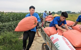 Màu áo xanh tình nguyện trên những cánh đồng lúa chín!