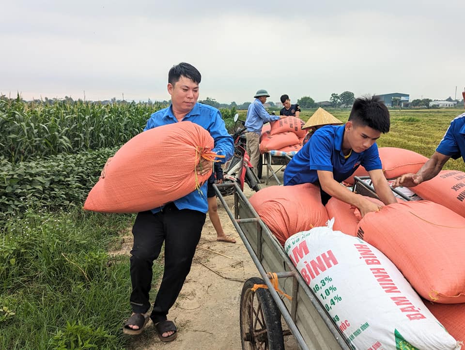 Màu áo xanh tình nguyện trên những cánh đồng lúa chín!